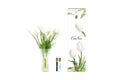 White Charente Tulips diffuser