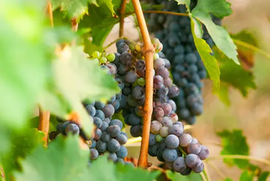 Rosso Nobile home fragrance diffuser 500ml