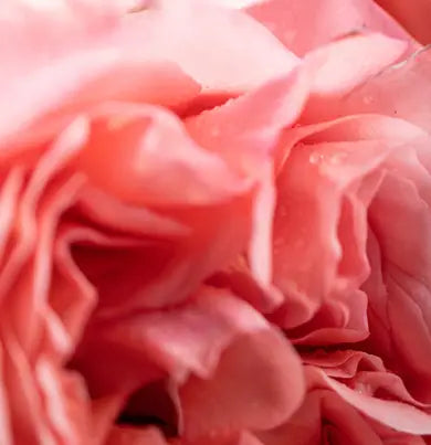 Onyx Rosa Tabacco Candle 500g