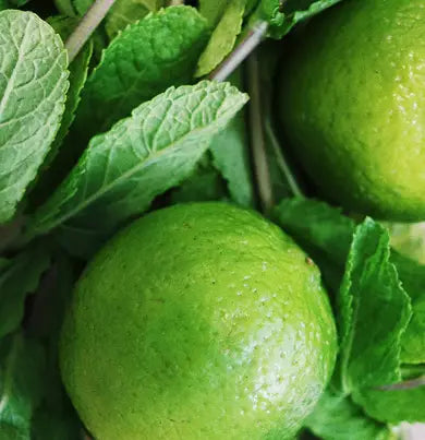 Pearl Ginger Lime Candle 500g