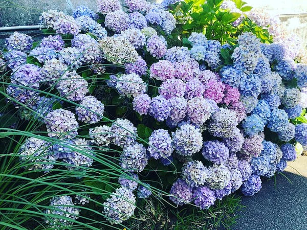 Mauve Hydrangeas diffuser