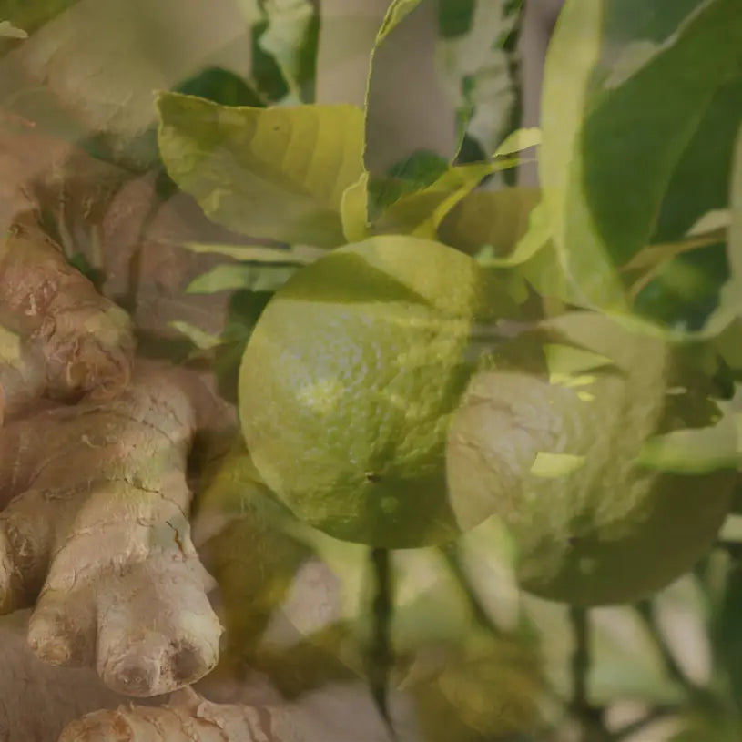 Ginger Lime home fragrance diffuser 500ml